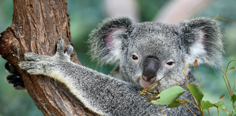 Koala